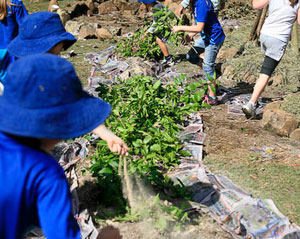 Participating School Gardens Successful School Garden Projects